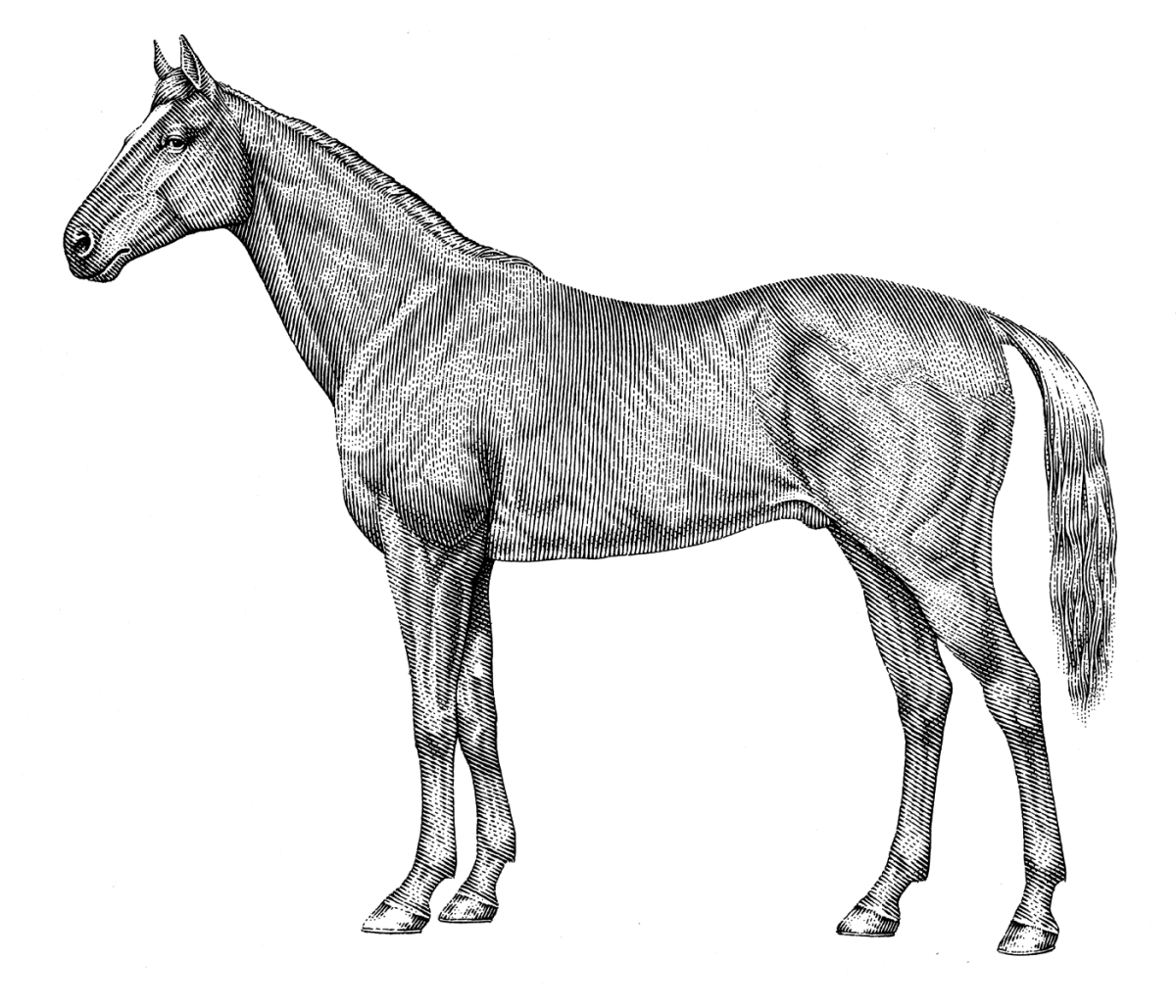 Стаббс анатомия лошади