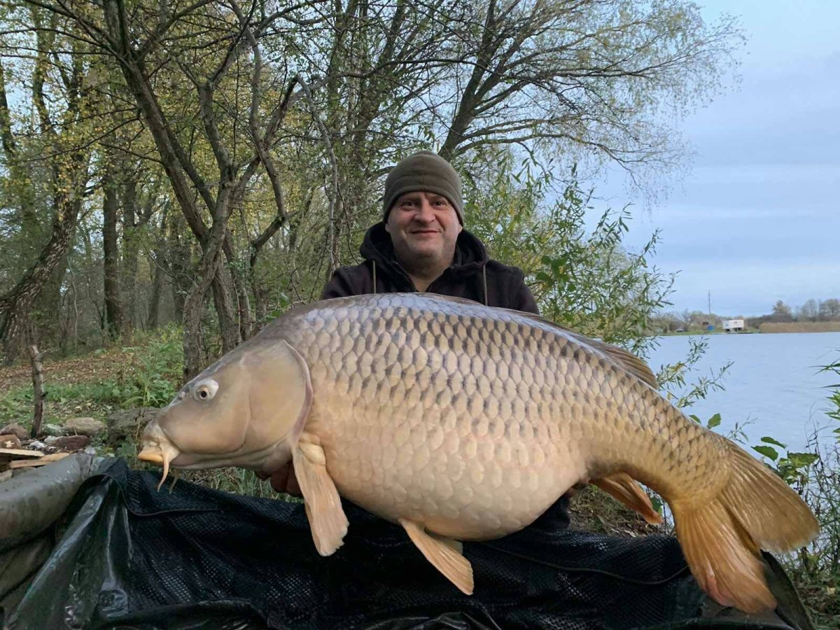 Карп сазан язь