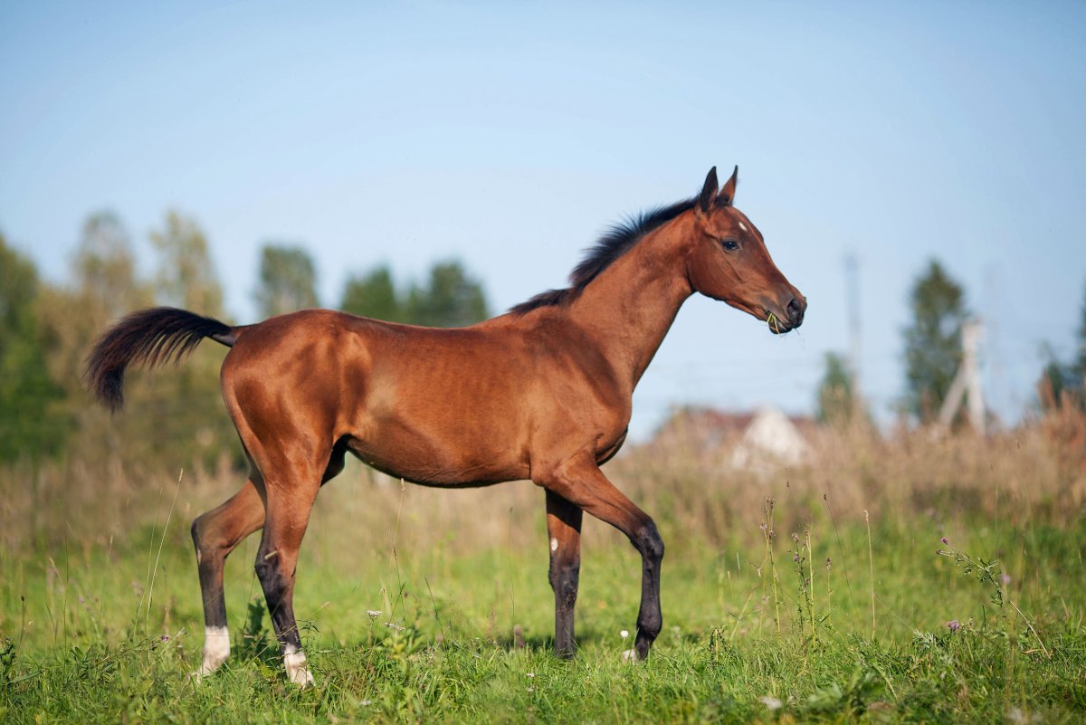 Светло гнедая масть лошади