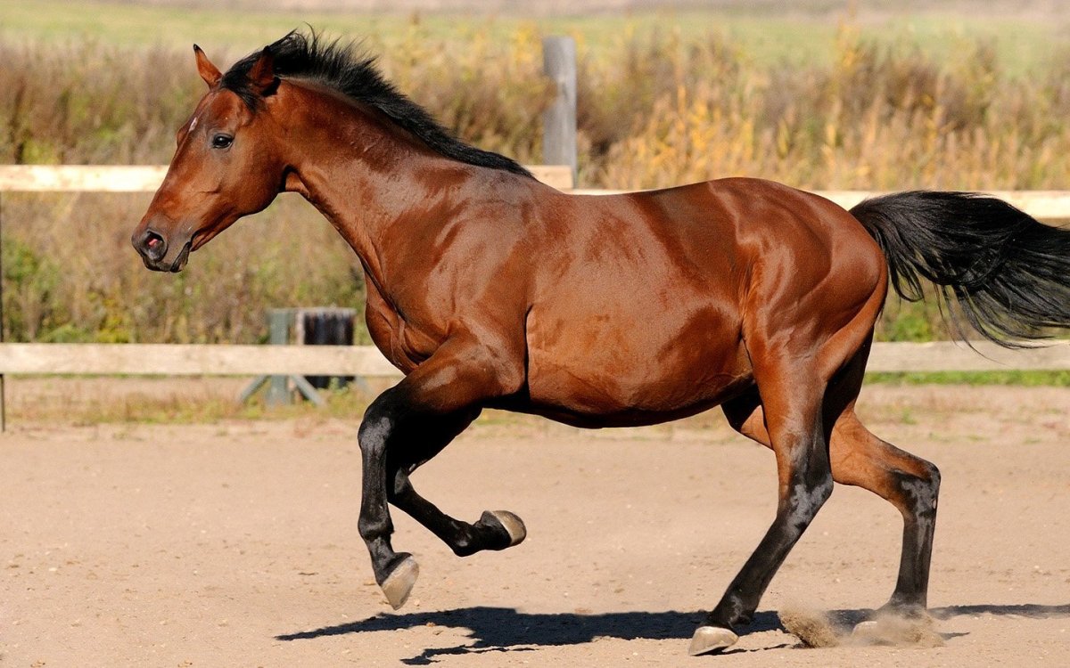 Зеброидный гнедой Мустанг