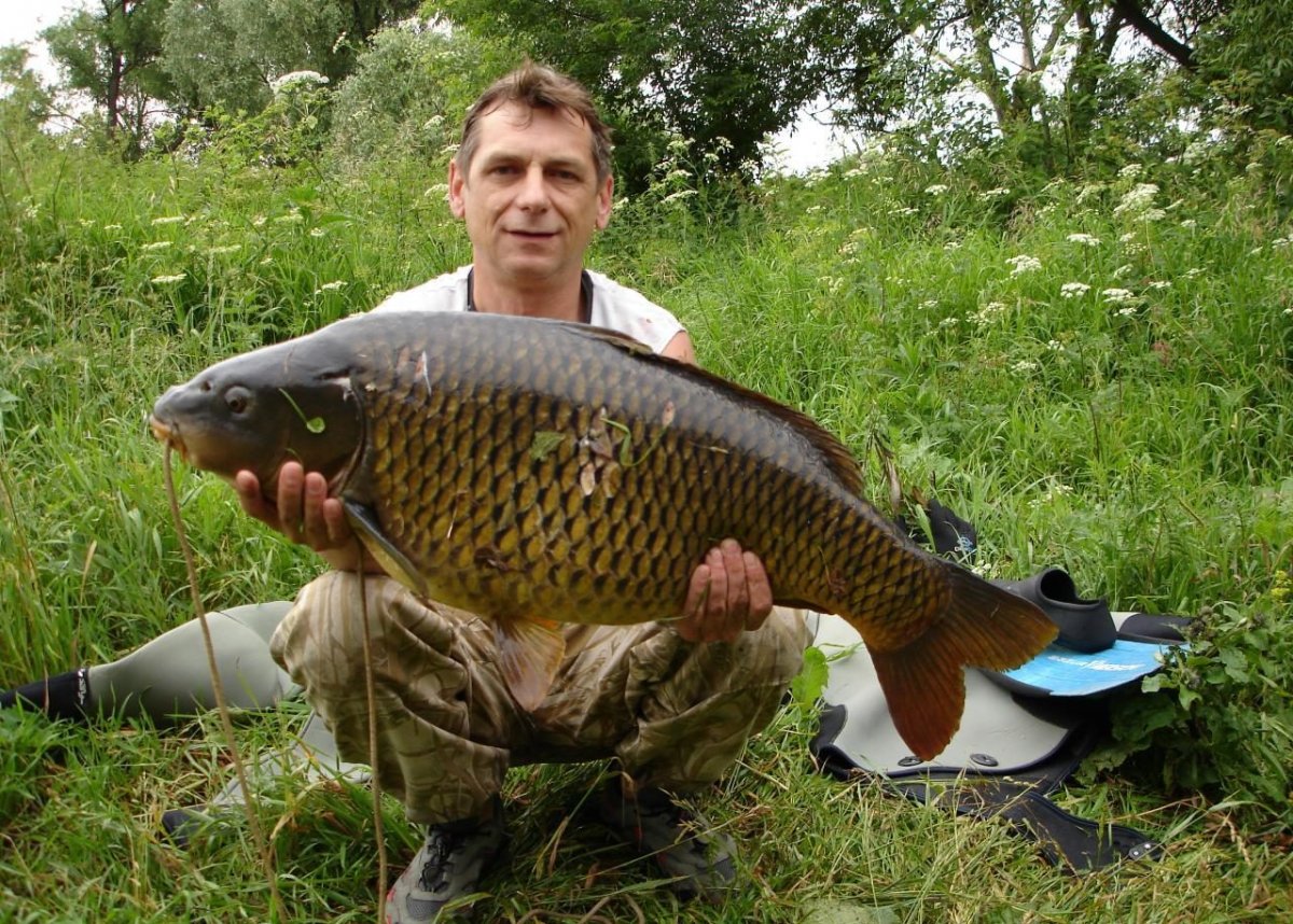 Горбатый сазан