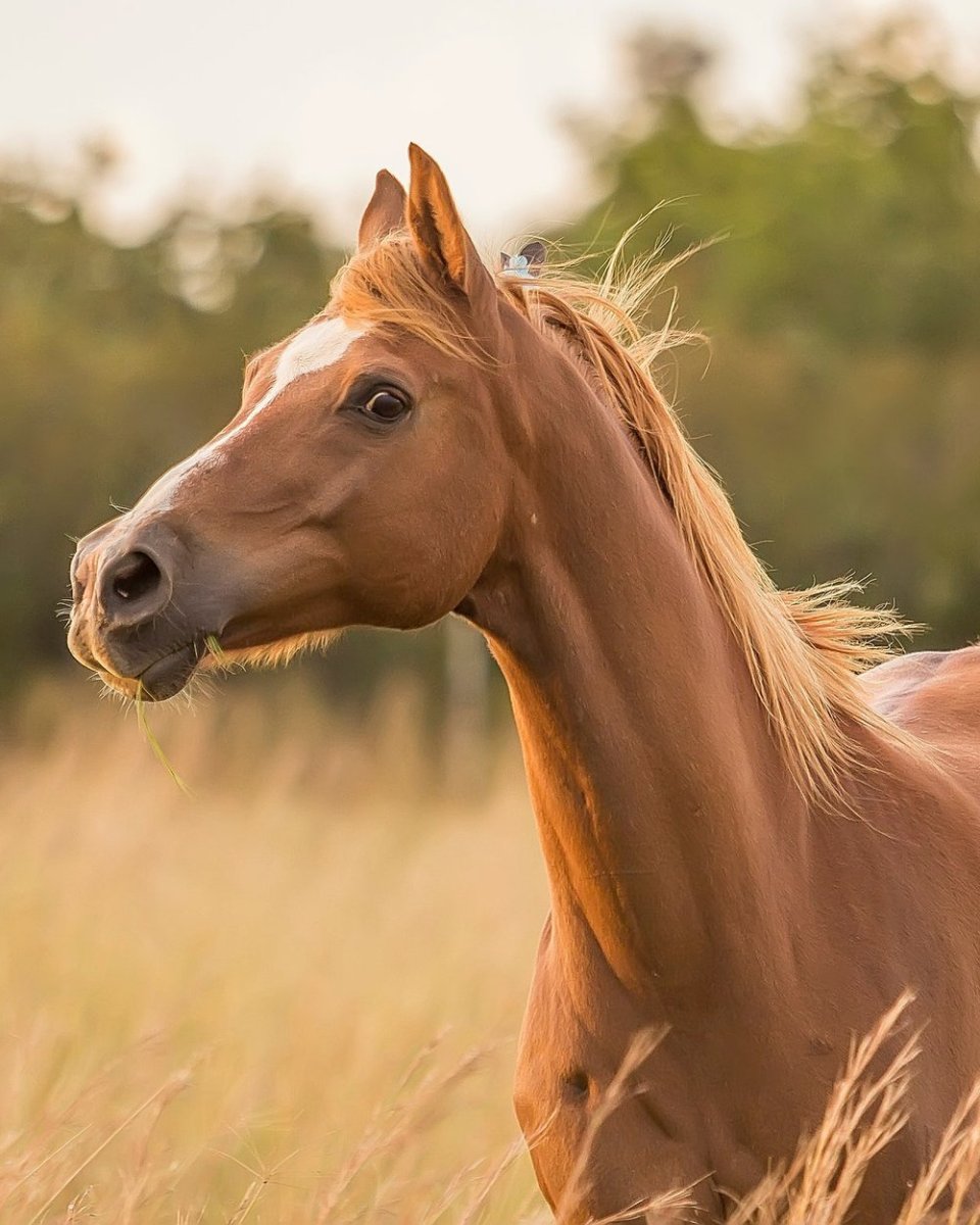 Лошади породы марвари