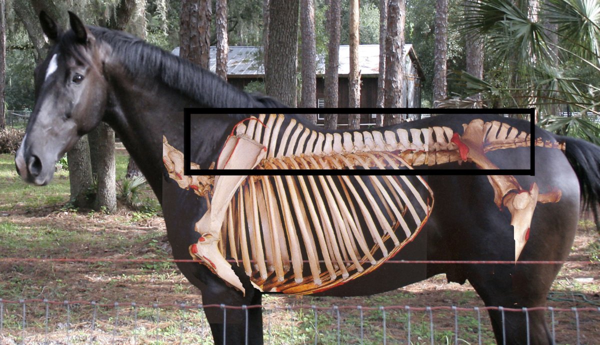 Лошадь спиной