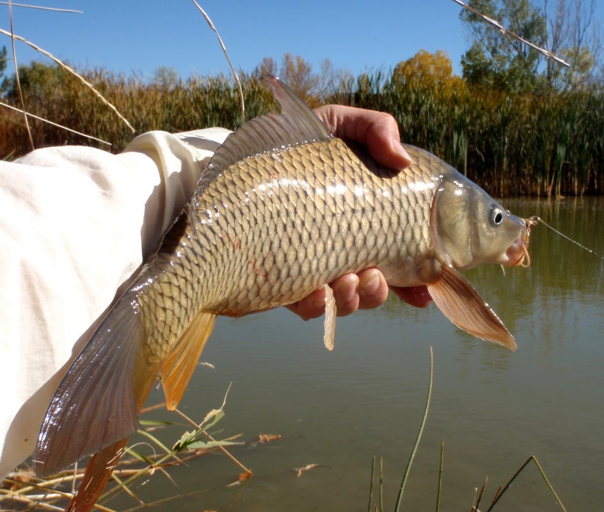 Рыба каторжник Овцеголов