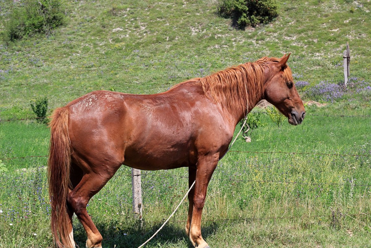 Лошадь стоя