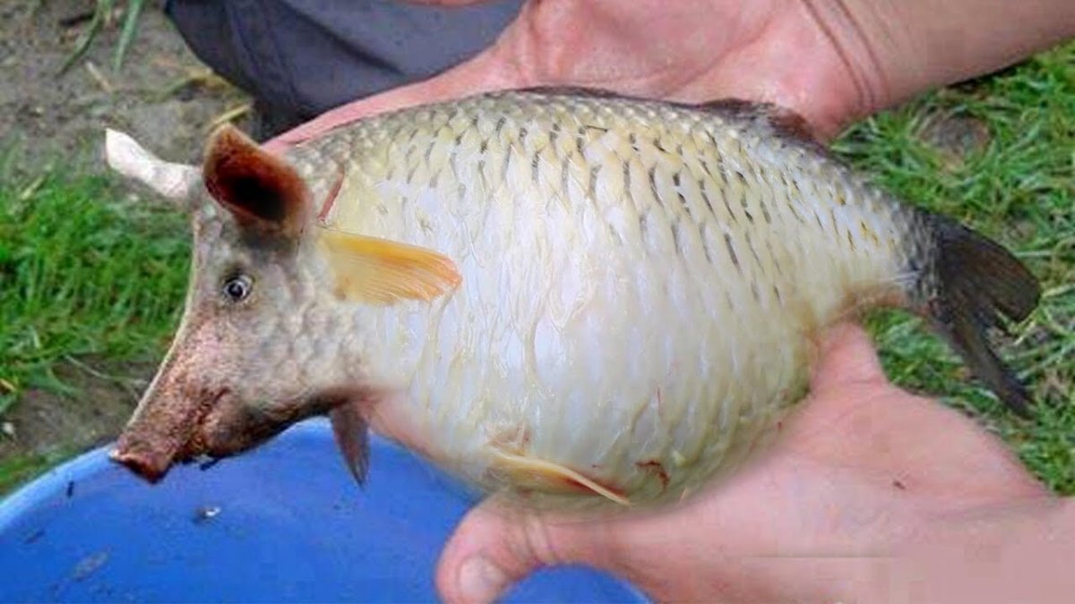Карп (Cyprinus Carpio)