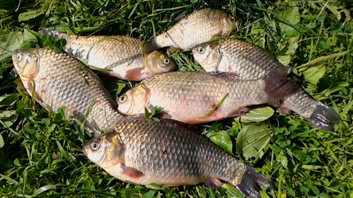 Карась в руке