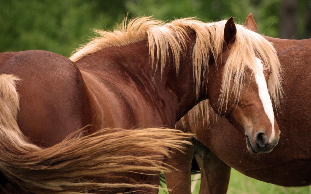 Красивая лошадь крупным планом