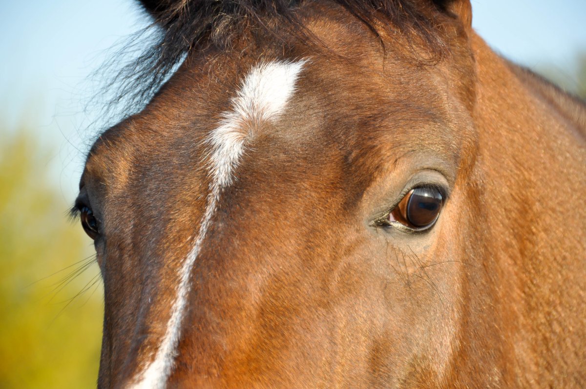Глаз лошади