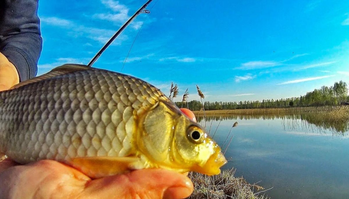 Сиамский гигантский Карп