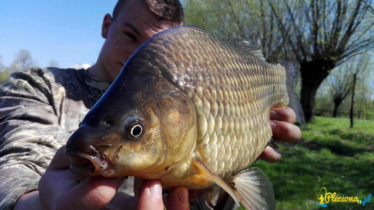 Пираньи аквариумные