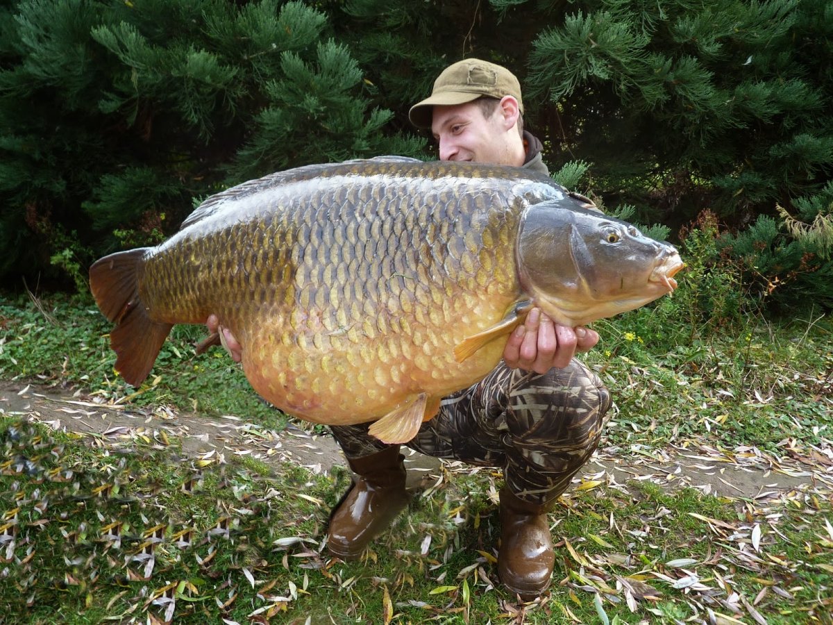 Рыбы Тамбовской области