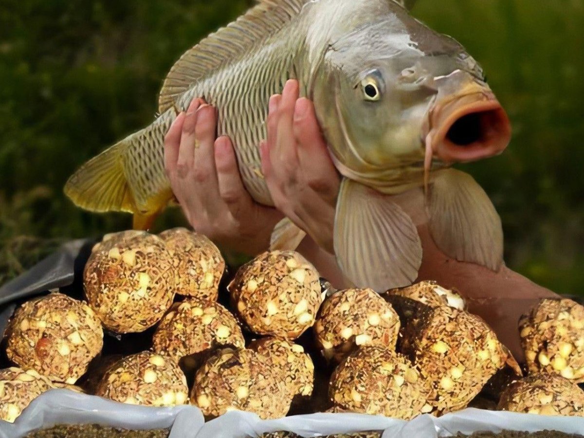 Золотой карась карась