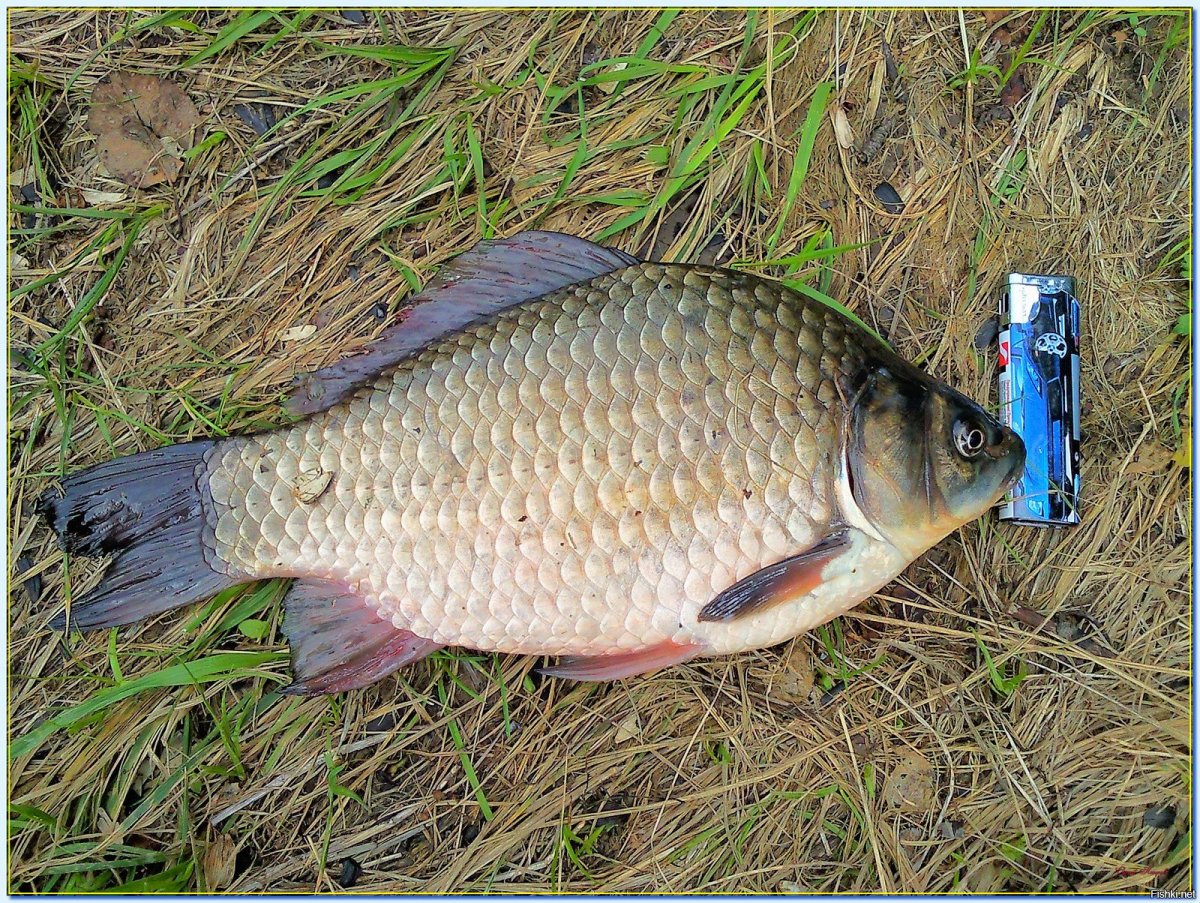 Карп в ведре