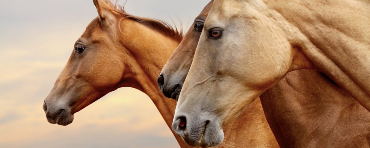 Морда лошади в профиль