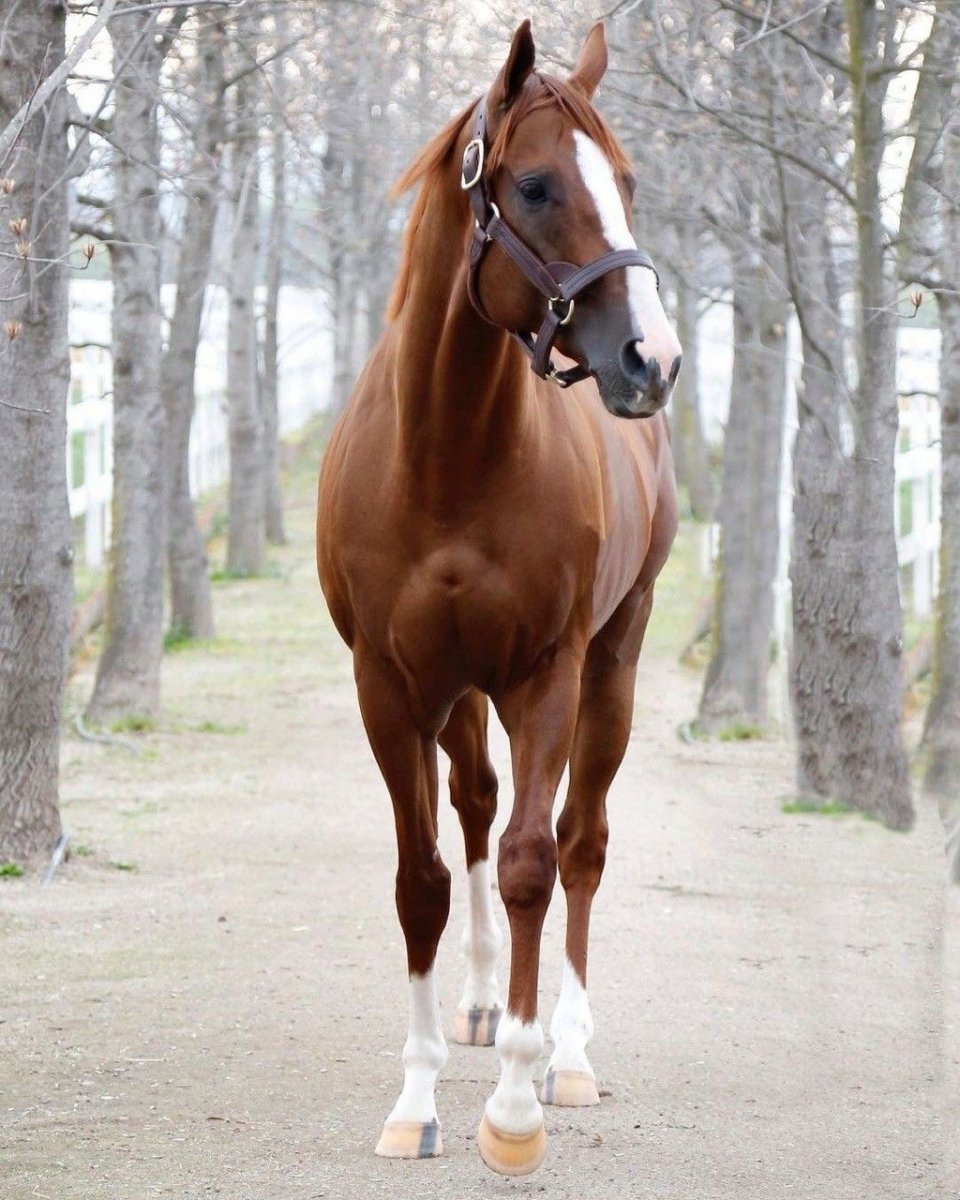 Английская чистокровная лошадь рыжая