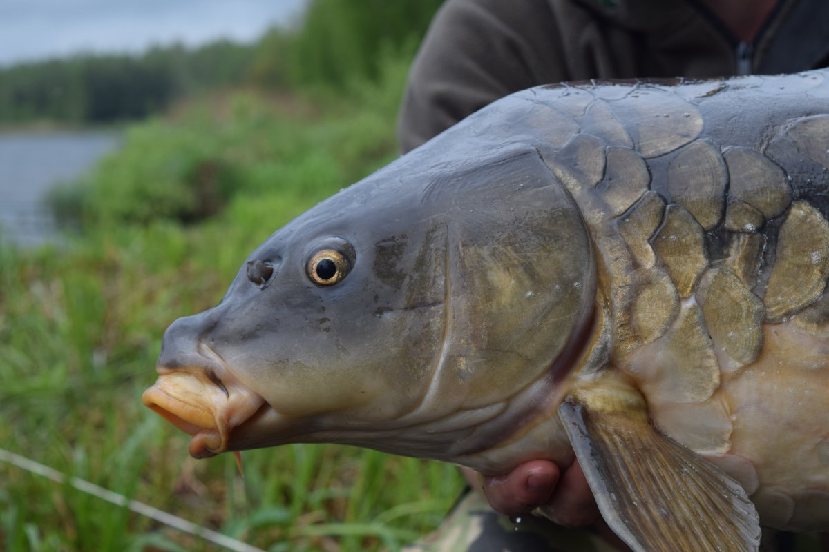 Мужик с большой рыбой