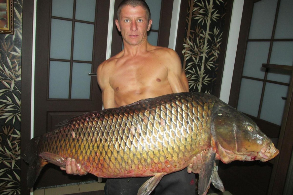 Превращаю порося в карася