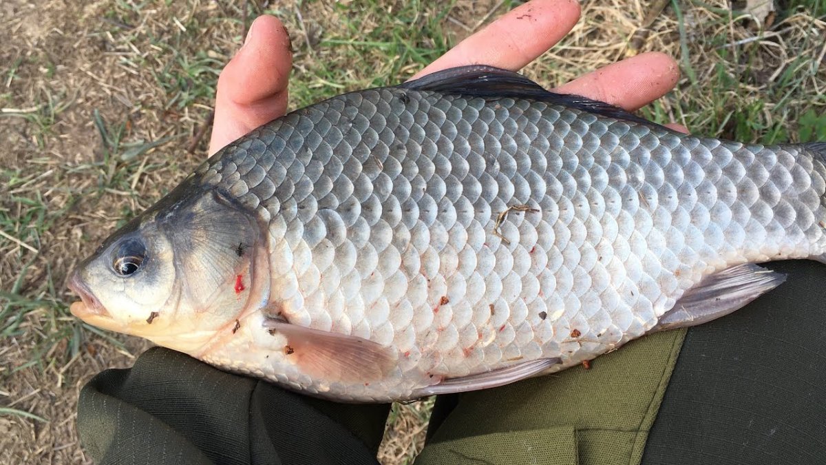 Самый большой карась пойманный в мире