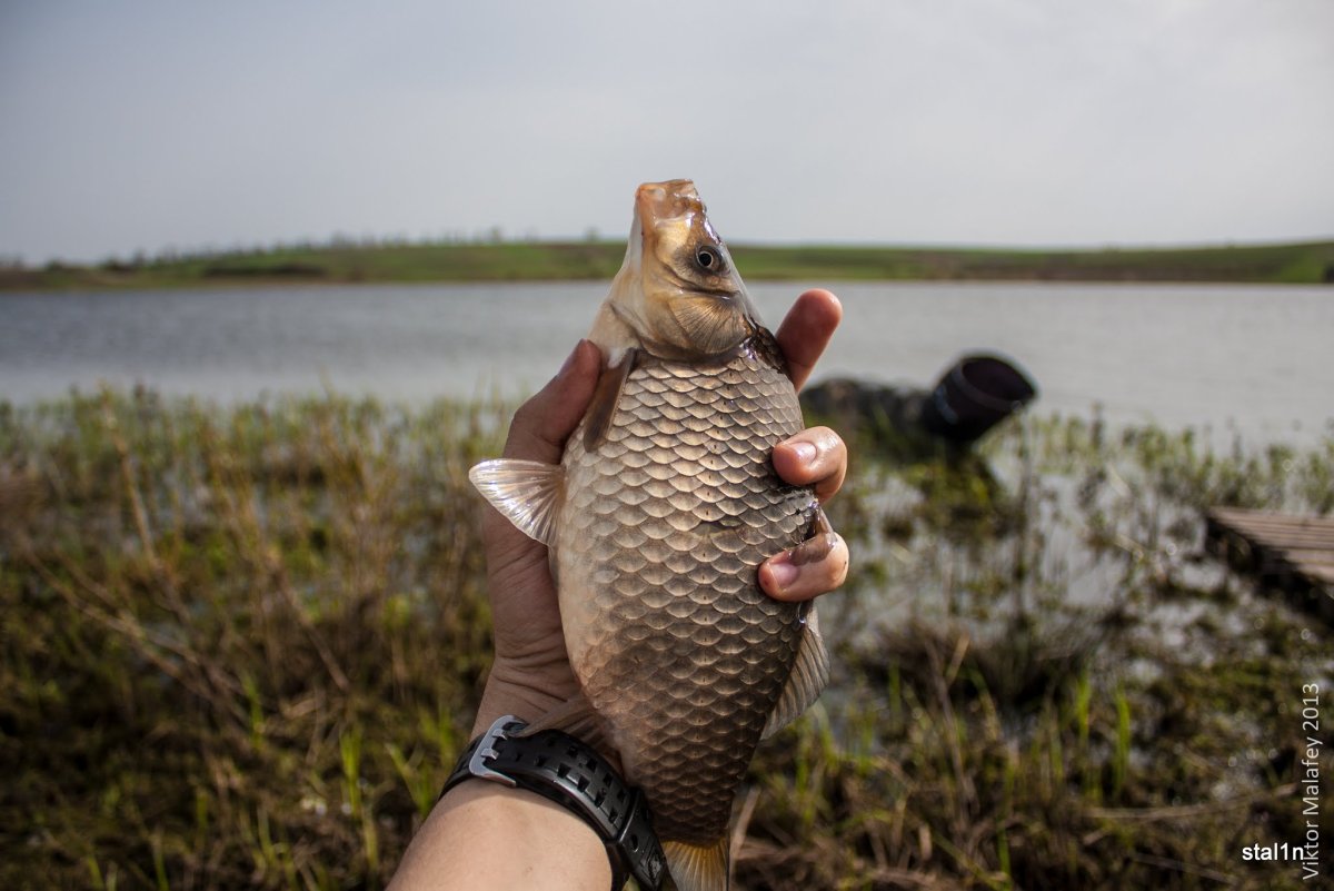 Смешной Карп