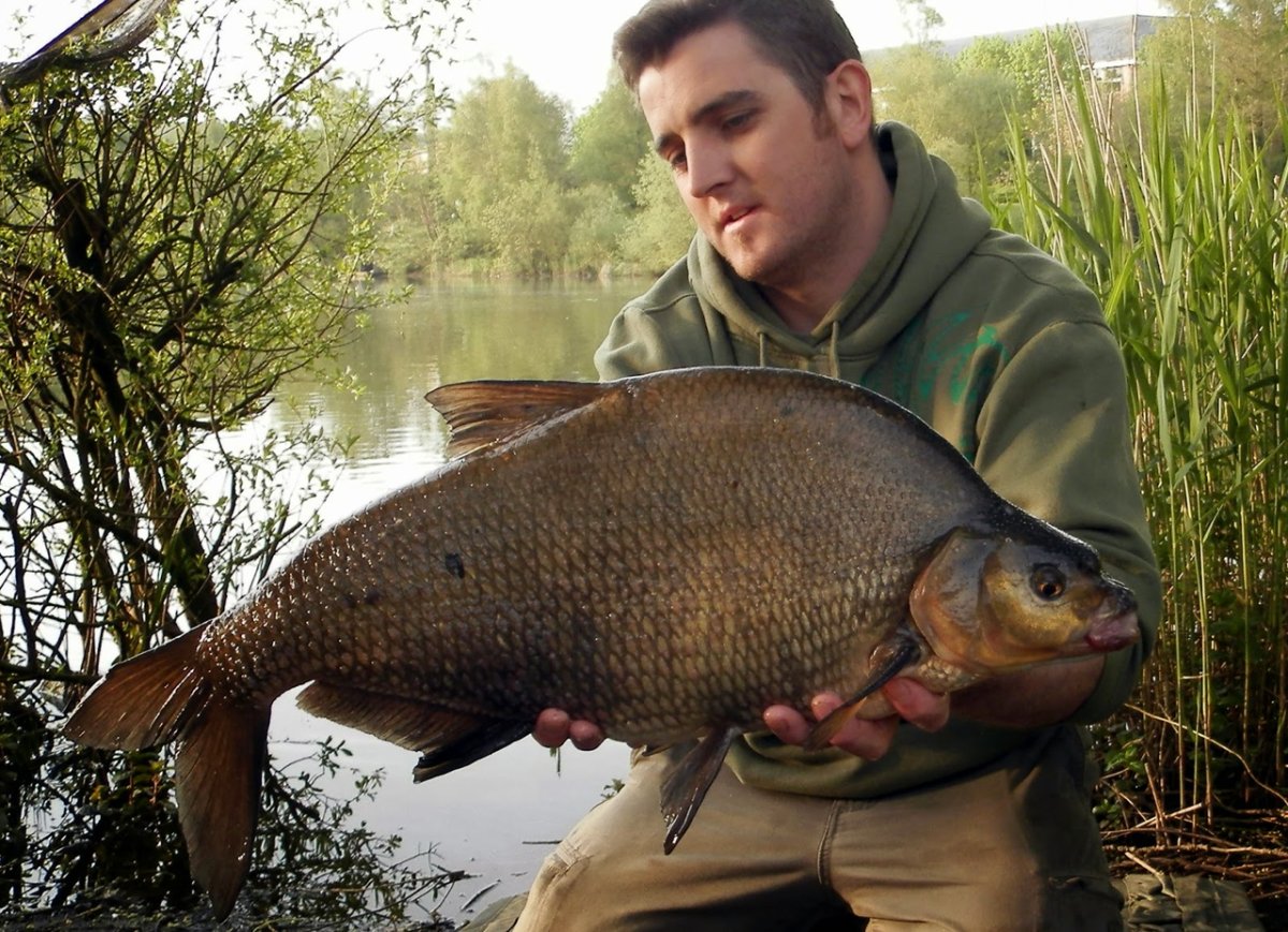 Крупный карась