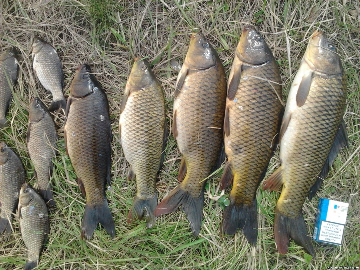 Карась картинка