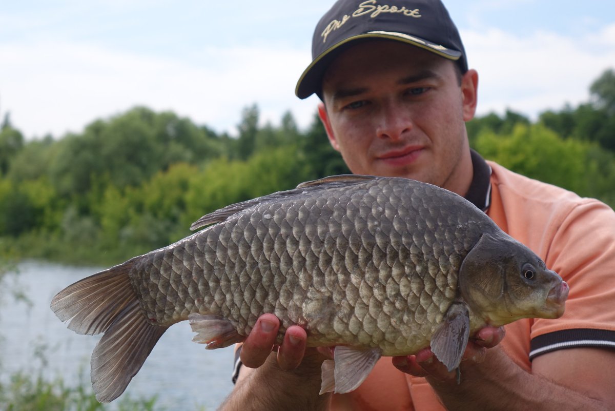 Крупный карась на поплавок