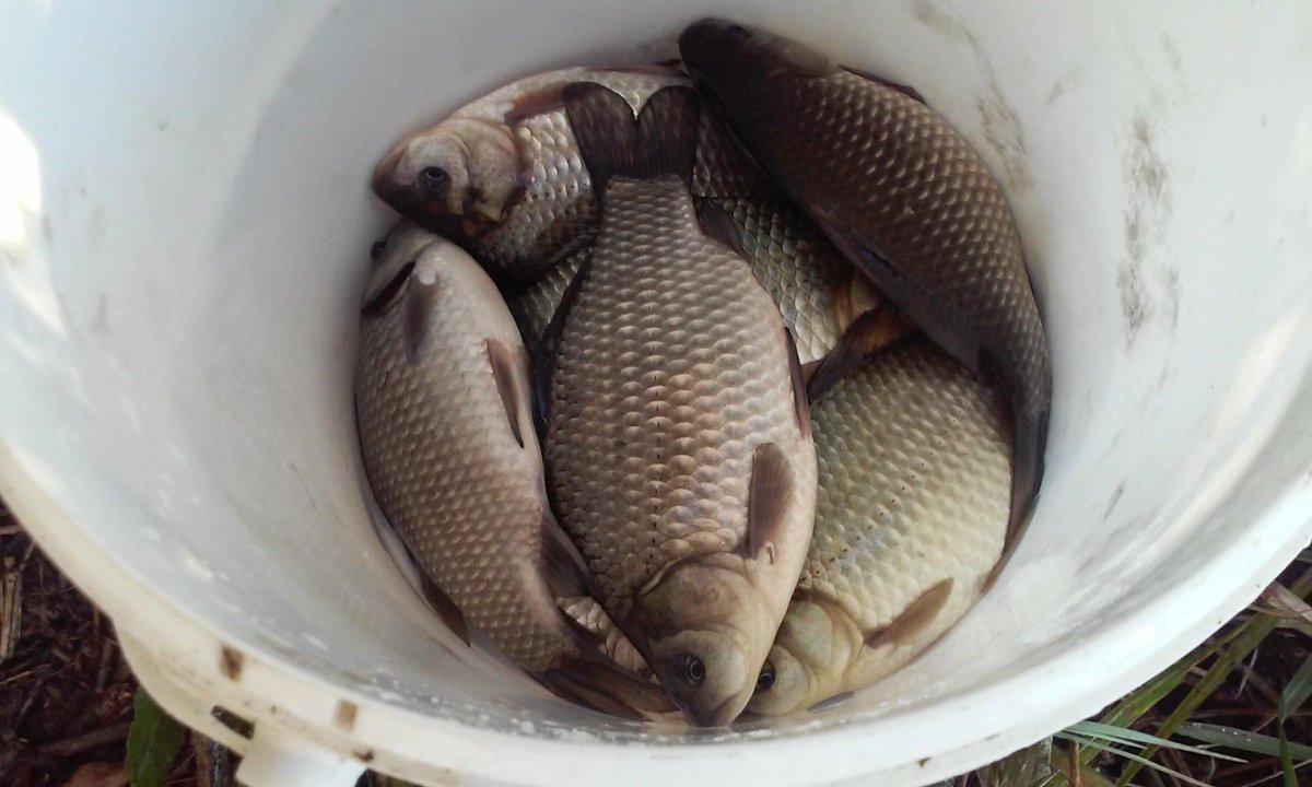 Рыбалка на крупного карася