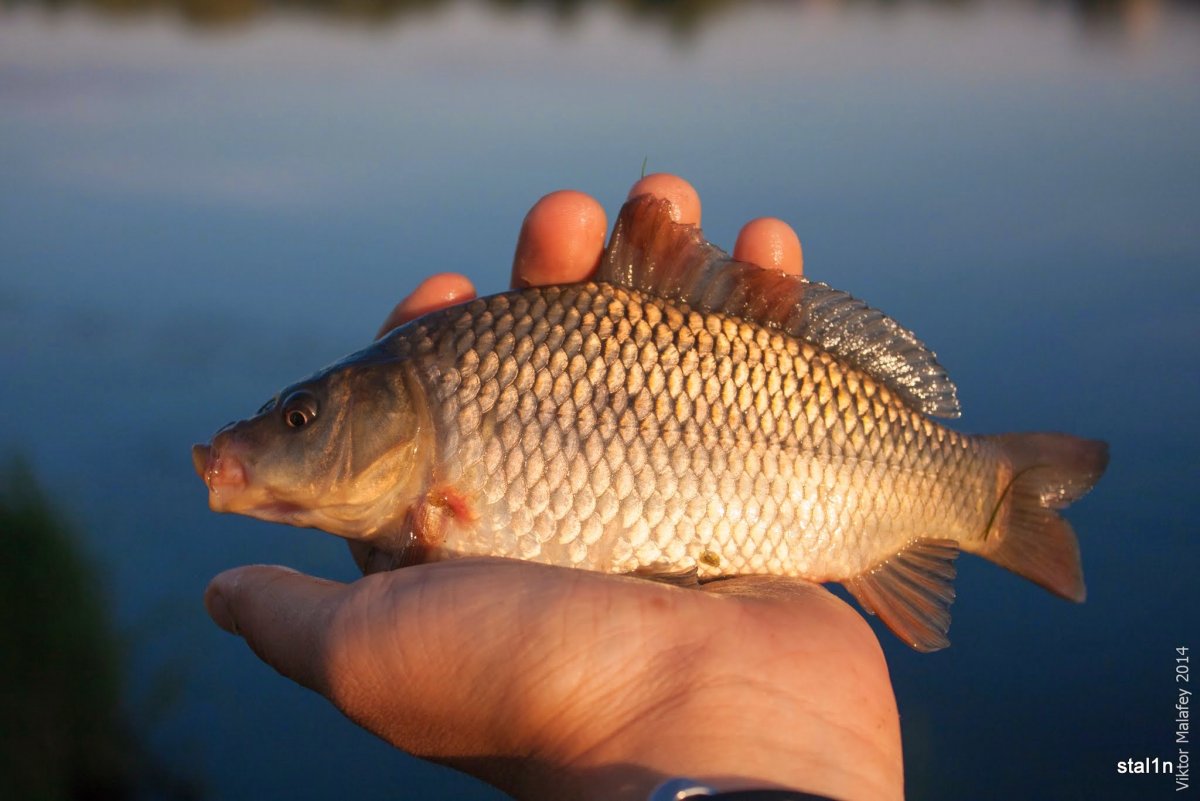 Улов карасей