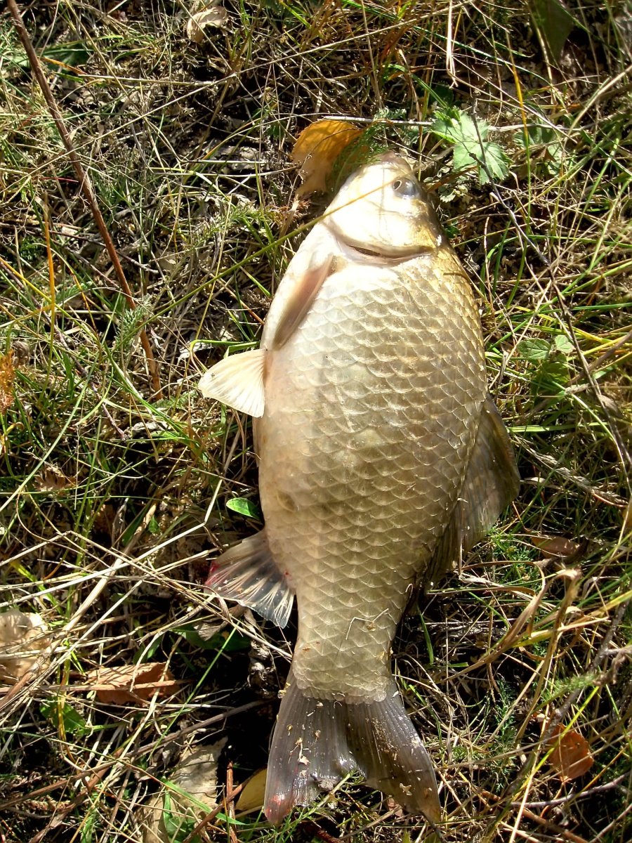 Пеленгас сазан карась