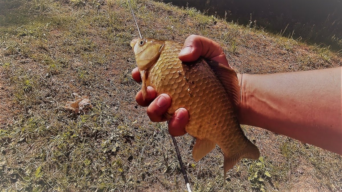 Карп (Cyprinus Carpio)