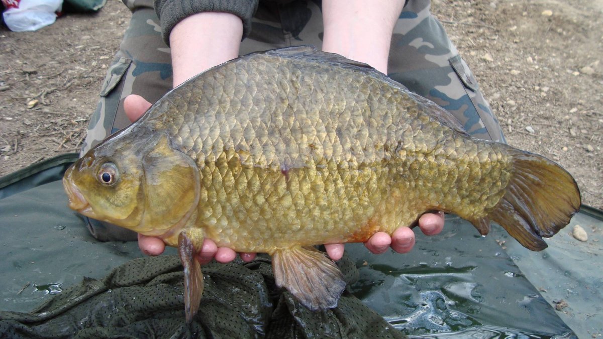 Девушка с большой рыбой