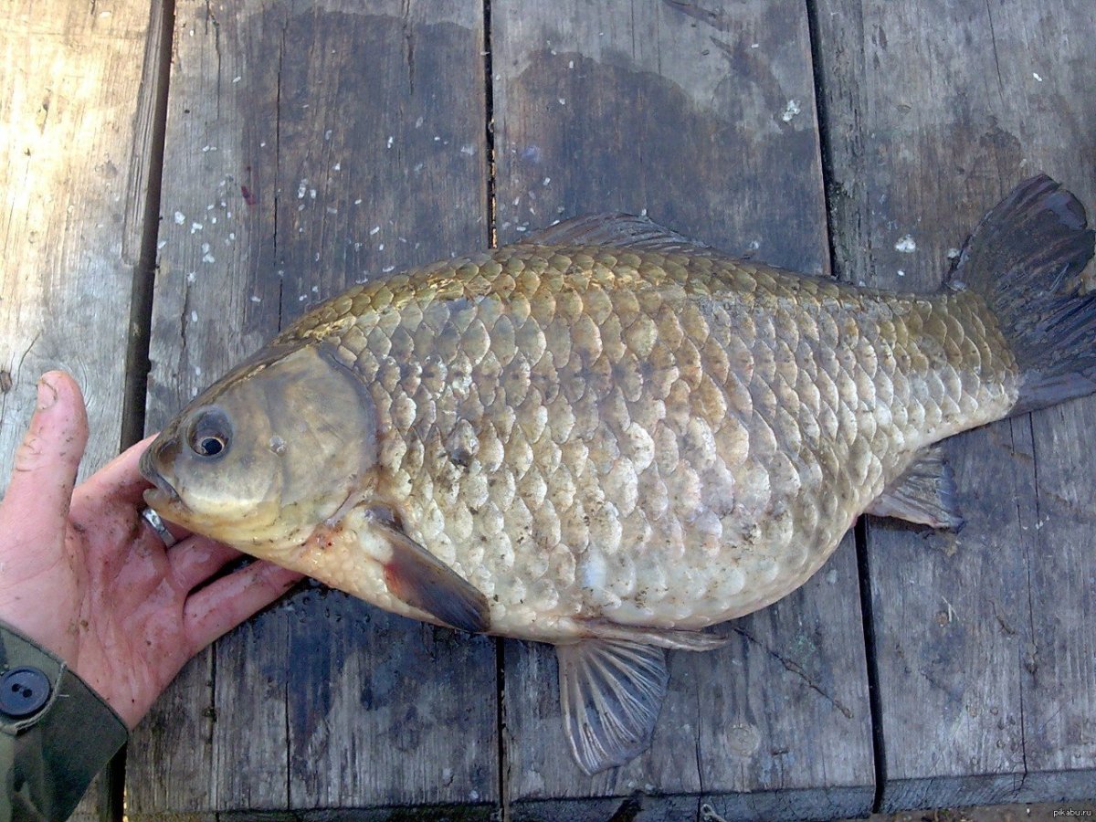 Рыбак с уловом