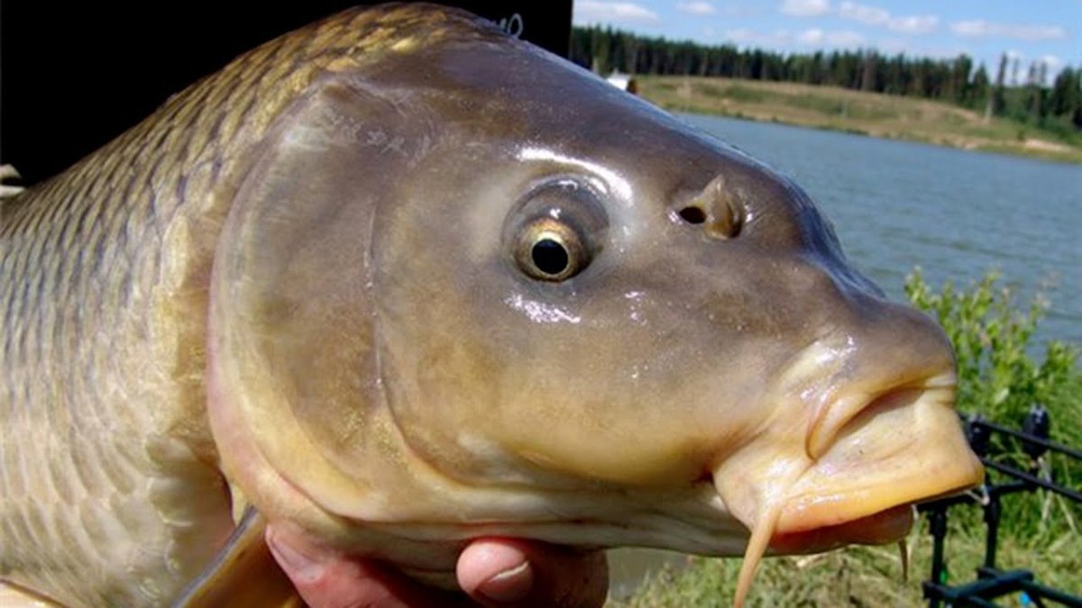 Рыба Карп зеркальный