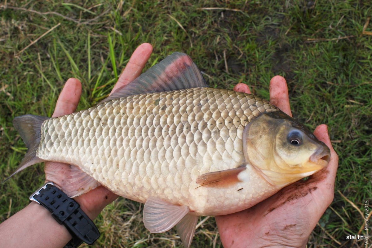 Рыбалка на карпа