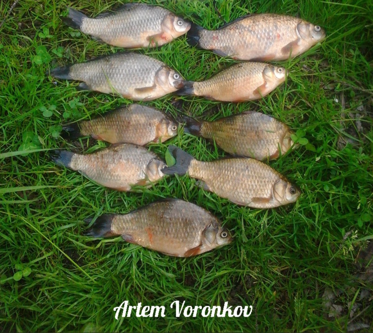 Новорусский карась