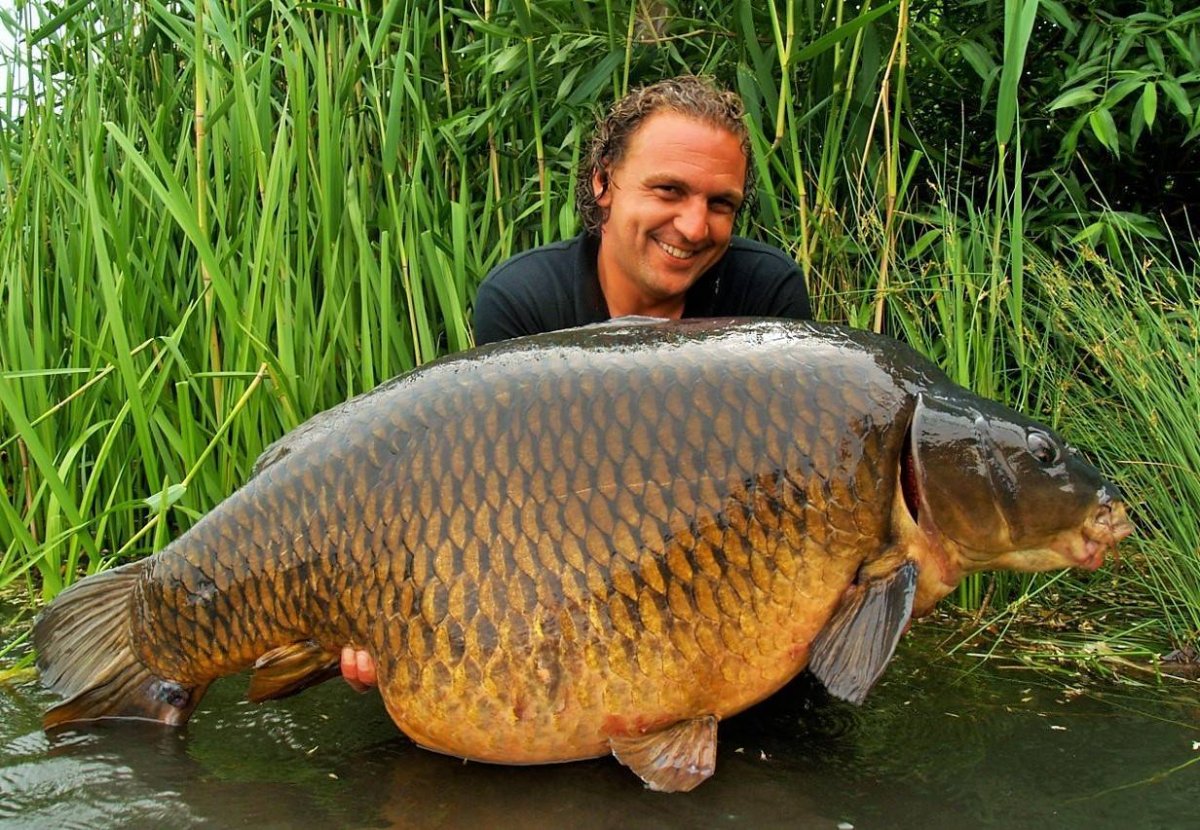 Хвост карася