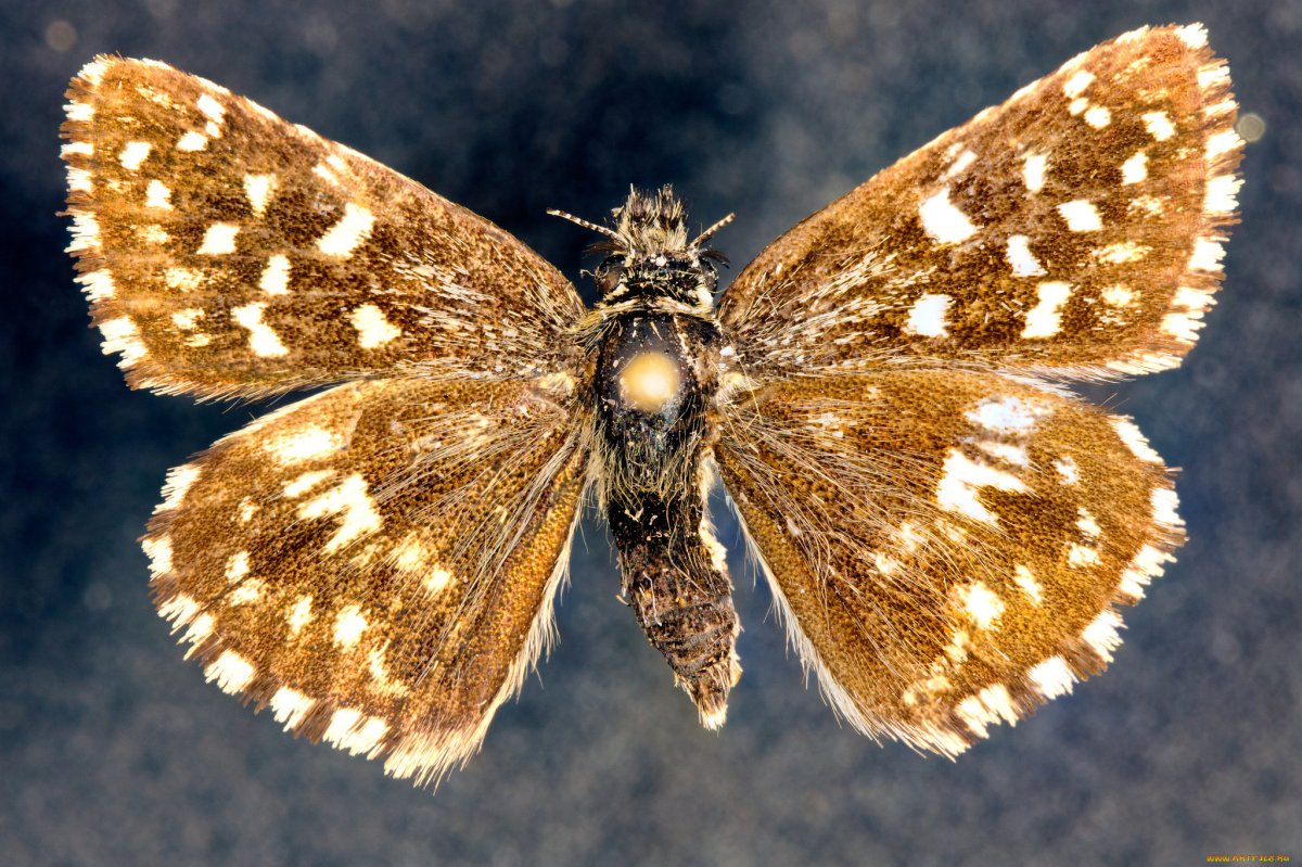 Красивая коричневая бабочка