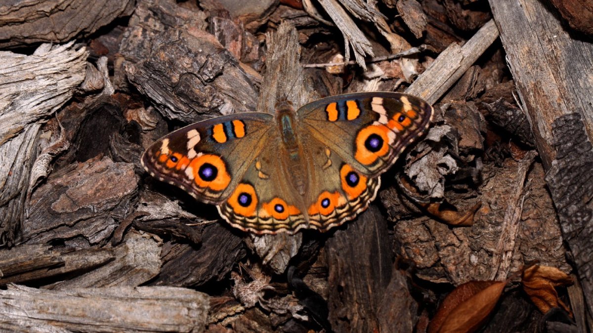 Бабочки фотопечать