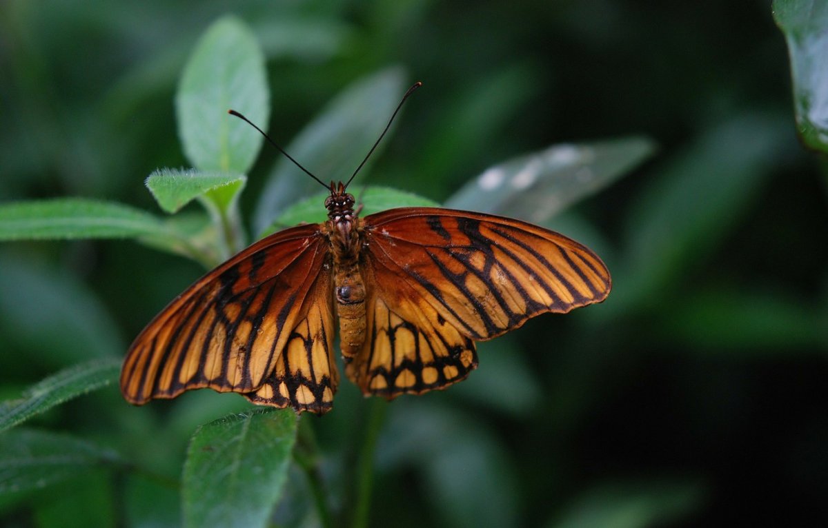 Бабочки коричневого цвета
