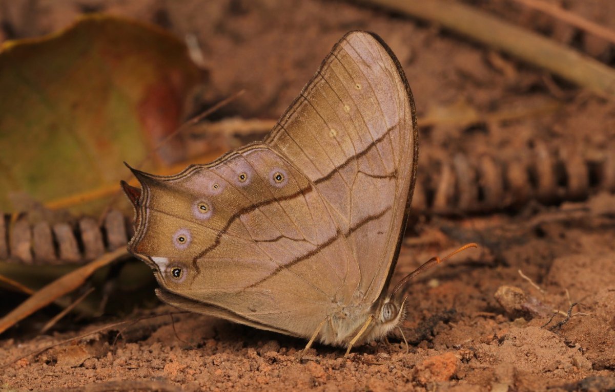 Красивая коричневая бабочка