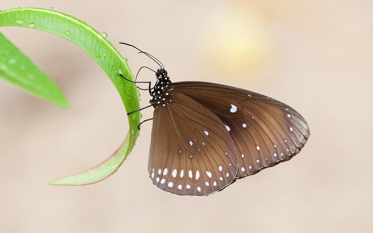 Коричневая бабочка