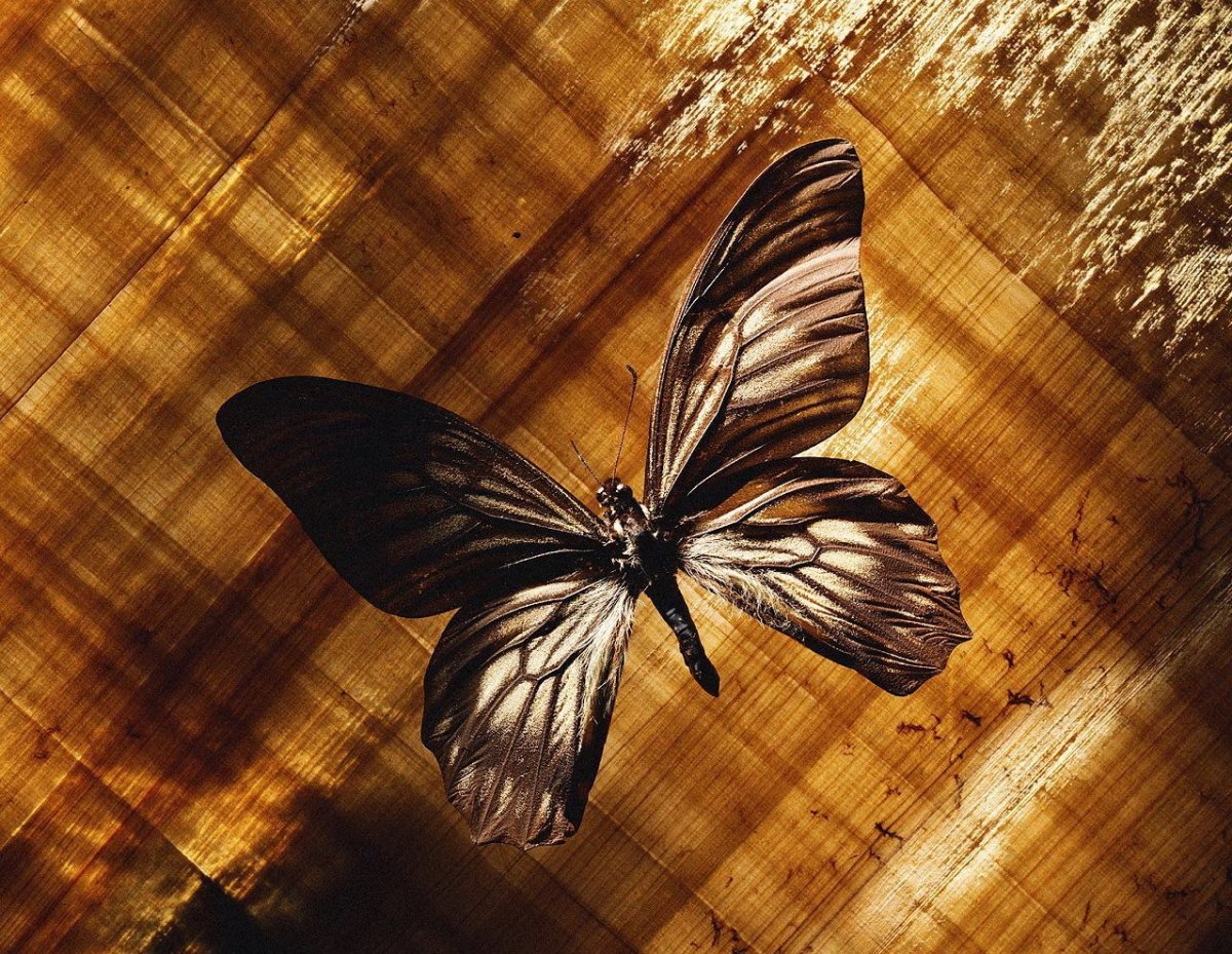 Красивые бабочки