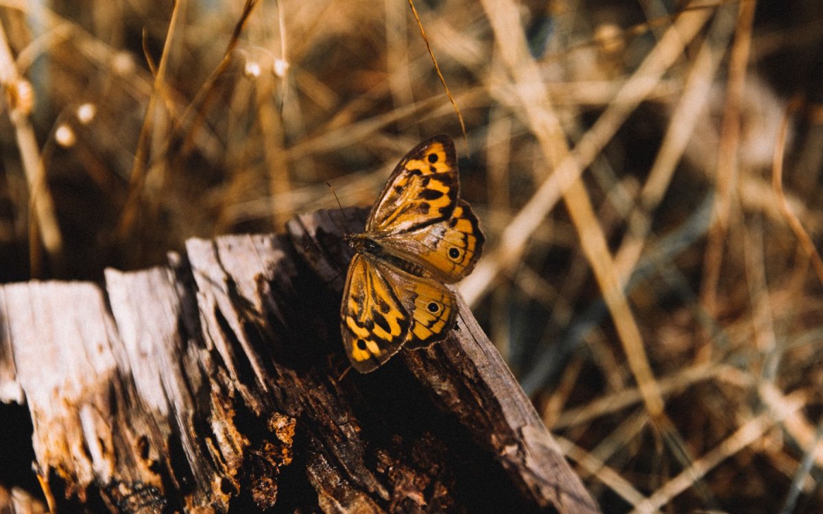 Сильвия тигровая бабочка фото