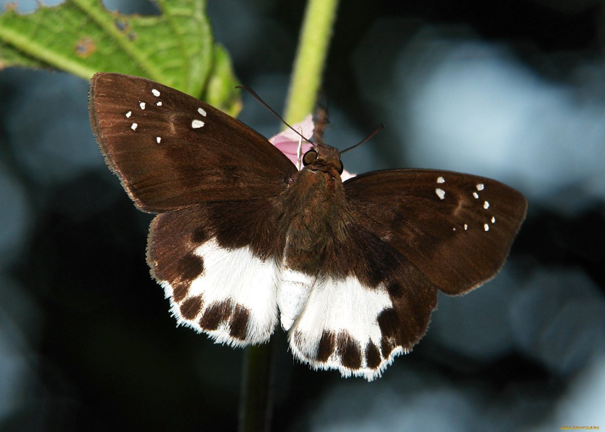 Обои на телефон HD