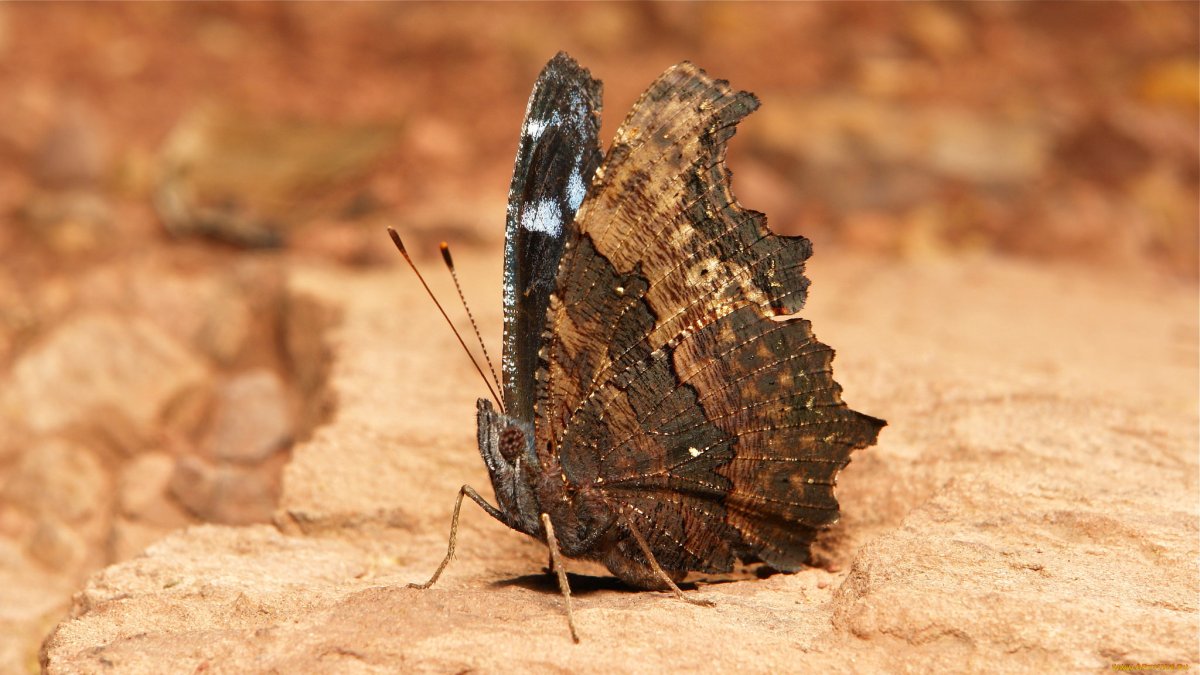 Бабочка Макросъемка