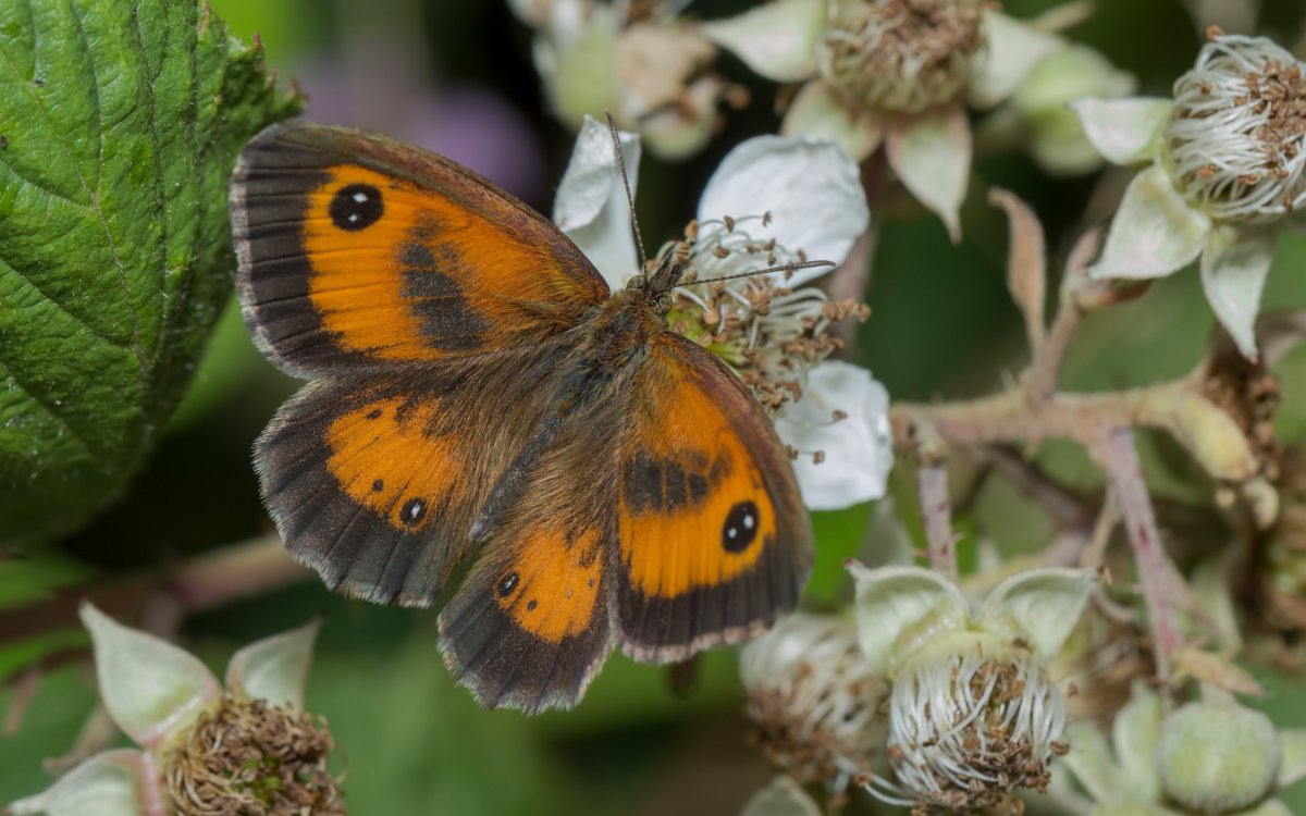 Бабочка Макросъемка