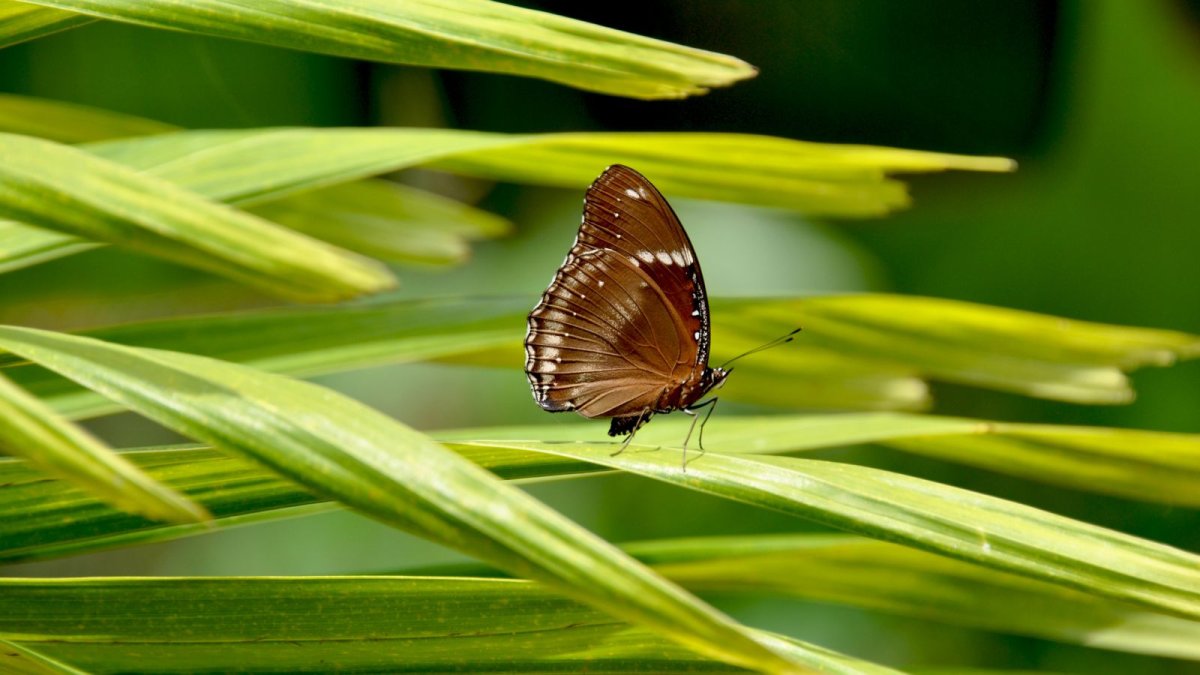 Бабочка на ладони