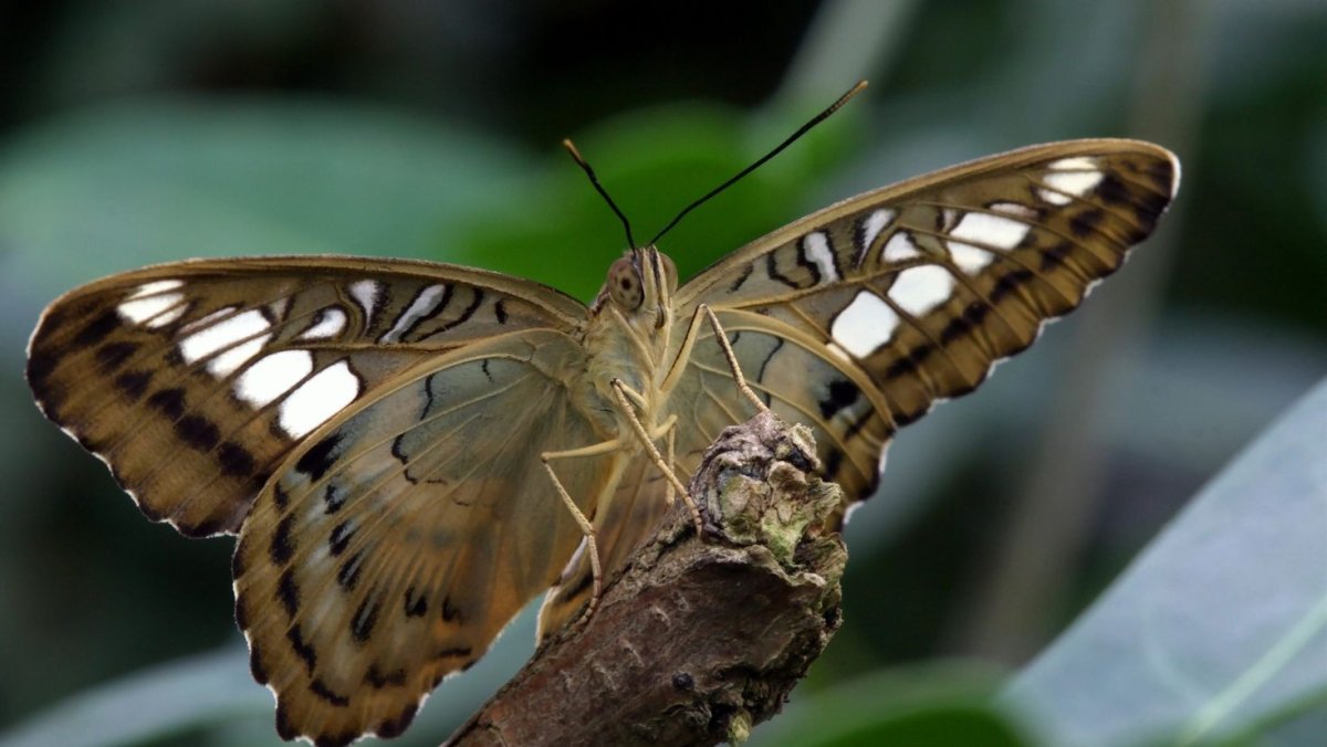 Как называется коричневая бабочка