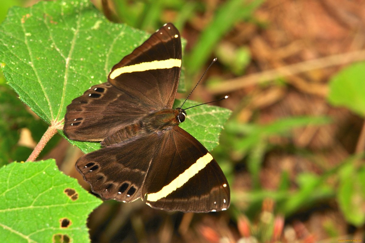 Коричневая бабочка